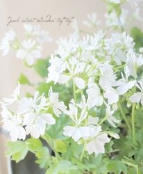 Flower Species,ゼラニウム | Junk sweet Garden tef*tef*