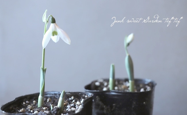 球根植物】 『スノードロップ』 | すべての商品 | | Junk sweet Garden