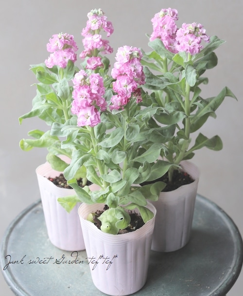 八重咲きストック 『ラブリーピンク』 | すべての商品 | | Junk sweet