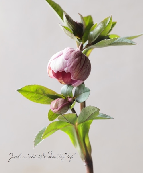 大和園】 クリスマスローズ 『ダブルピンクカップ咲き』 2026【M