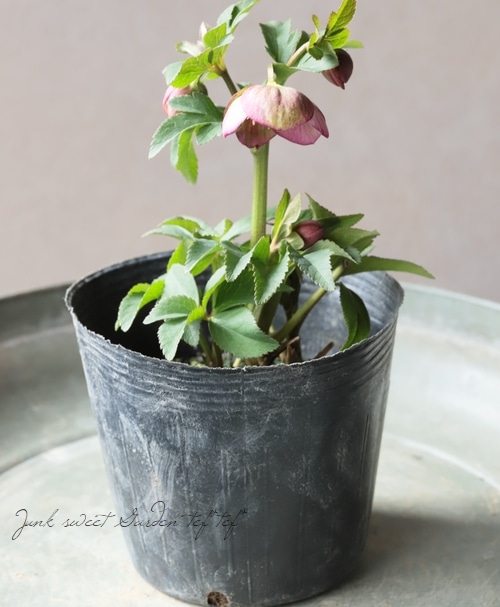 大和園】 クリスマスローズ 『アンティークピンクセミダブル』 2026【P