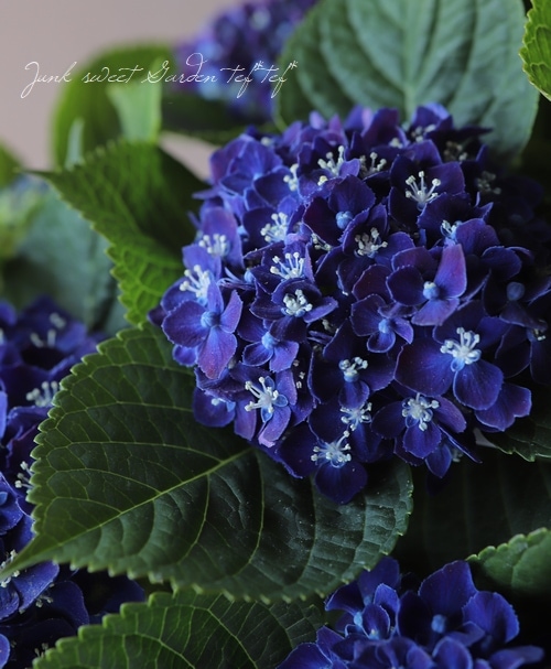 紫陽花 『ネイビーブルー』 スズキ農園オリジナル品種 | すべての商品