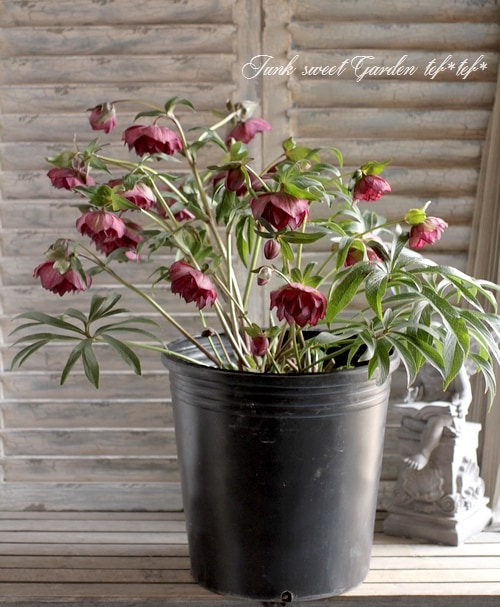 ㉖-291クリスマスローズ クリスマスローズ 開花苗 029 レモンイエロー上向き咲き : 花郷園