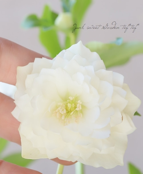 クリスマスローズ 『川久保交配・超多弁ダブル』 【No.10】 | すべての