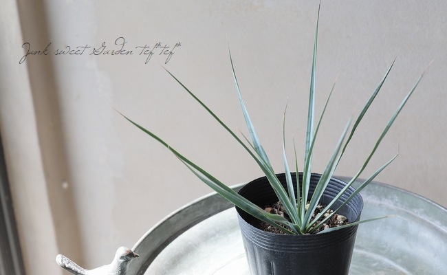 ユッカ 『リギダ』 | すべての商品 | | Junk sweet Garden tef*tef*