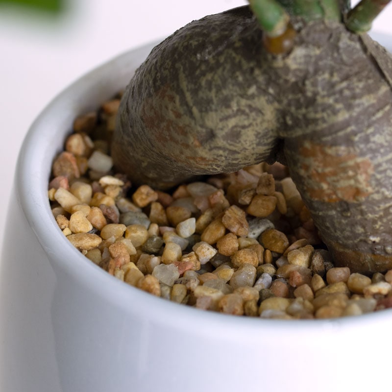 インテリアグリーン ガジュマル F370-PU513B/47L if homeの通販｜東京