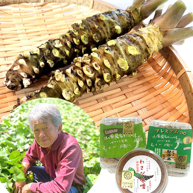 静岡県産 わさび苗 250本 ワサビ 苗 静岡県産 わさび苗 500本