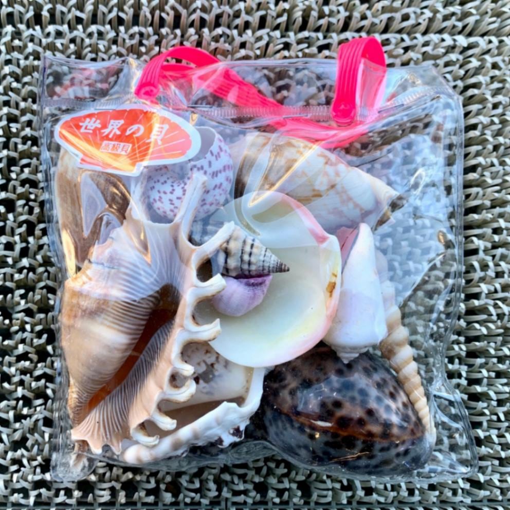 希少)ブランデーガイ 貝殻 コレクション ブランデーガイ : 貝殻ストア