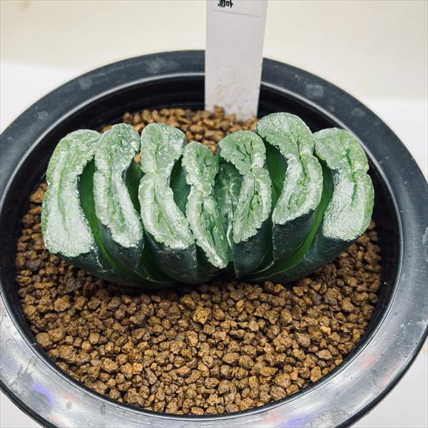 多肉植物：ハオルチア 玉扇 透明緑縞*幅7cm 現品！一品限り