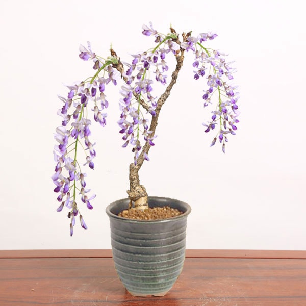 盆栽：一才藤（小・萬古焼みどり深鉢）* (2026年春開花予定) bonsai