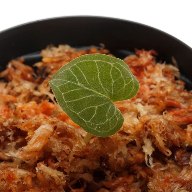 Corybas pictus [ コリバス・ピクタス ] 【 PN200124-14 】 【 奇怪で