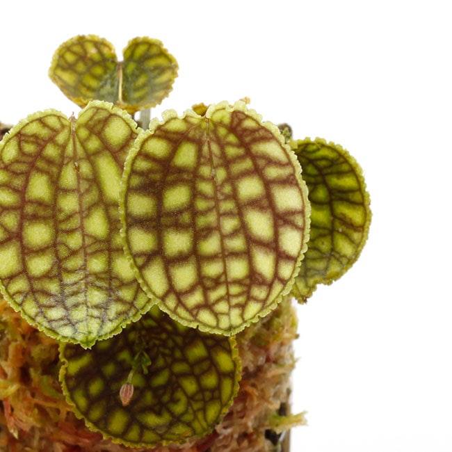 Lepanthes calodictyon [ レパンテス・カロディクティオン