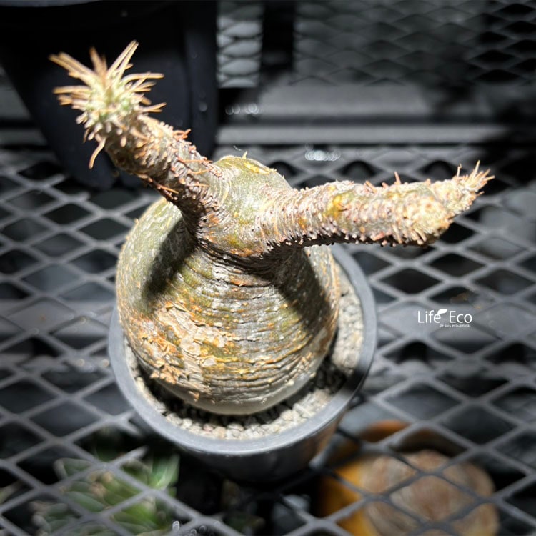 塊根植物【一点物】パキポディウム・グラキリス / 幹幅約7cm×高さ22cm