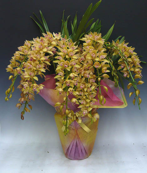 アーチ仕立て シンビジューム ミリオンキッス 10本立ち【ギフト対応