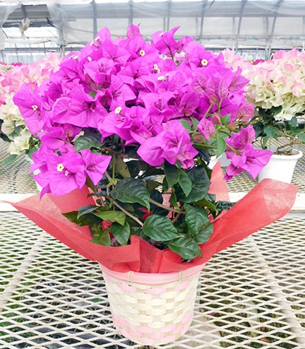 パープルローブ（5号鉢） | 普通サイズ（5号鉢） | ブーゲンビリア専門