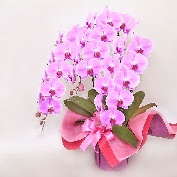 胡蝶蘭（ピンク）3本立ち通販｜GREEN PIECE