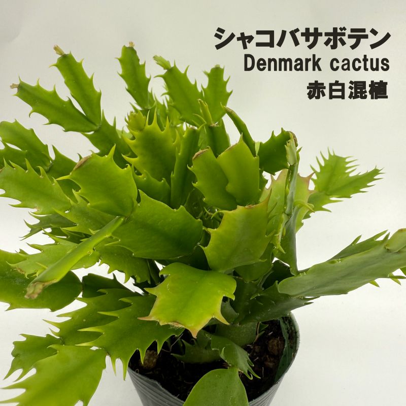 シャコバサボテン デンマークカクタス 9cmポット 赤白 2色混植 苗 greenery