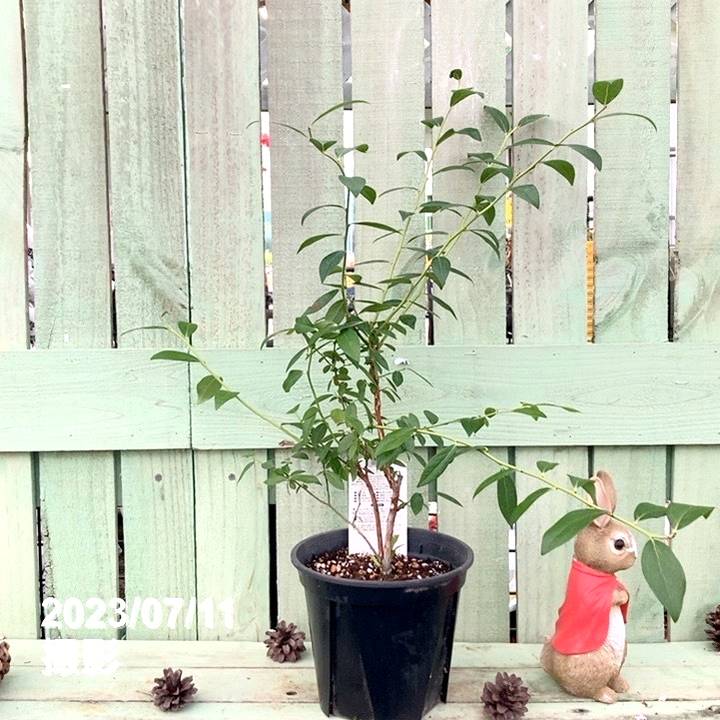 ハイブリッドブルーベリー ピンクレモネード 6号スリット鉢｜果樹04-PA