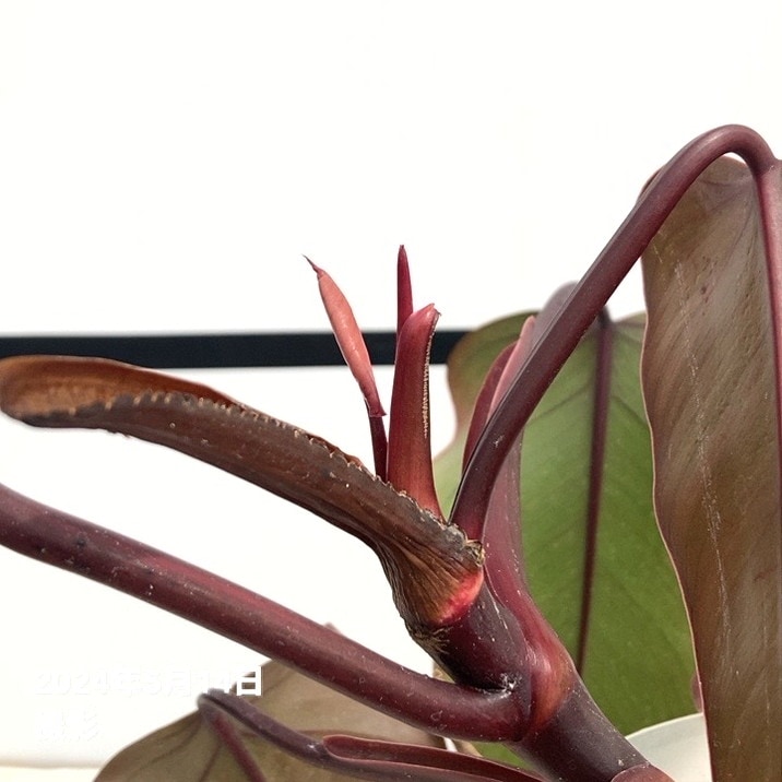 現品お届け】フィロデンドロン ストロベリーシェイク 5号ネガミエル