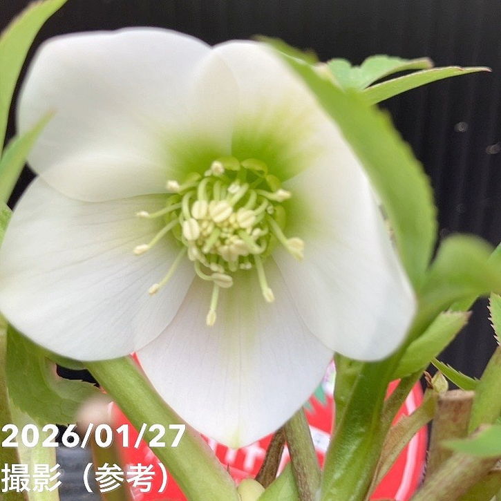 一点物】横山園芸 クリスマスローズ ベビードール（プチドール） 4.5号