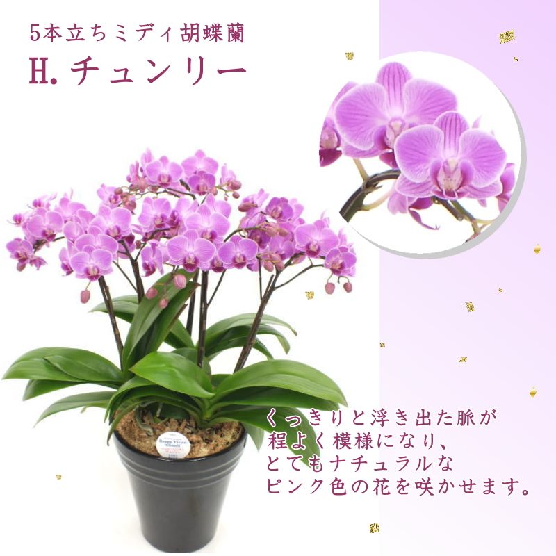 受賞歴多数！椎名洋ラン園のミディ胡蝶蘭 5本立ち ※送料込｜洋蘭10-SI