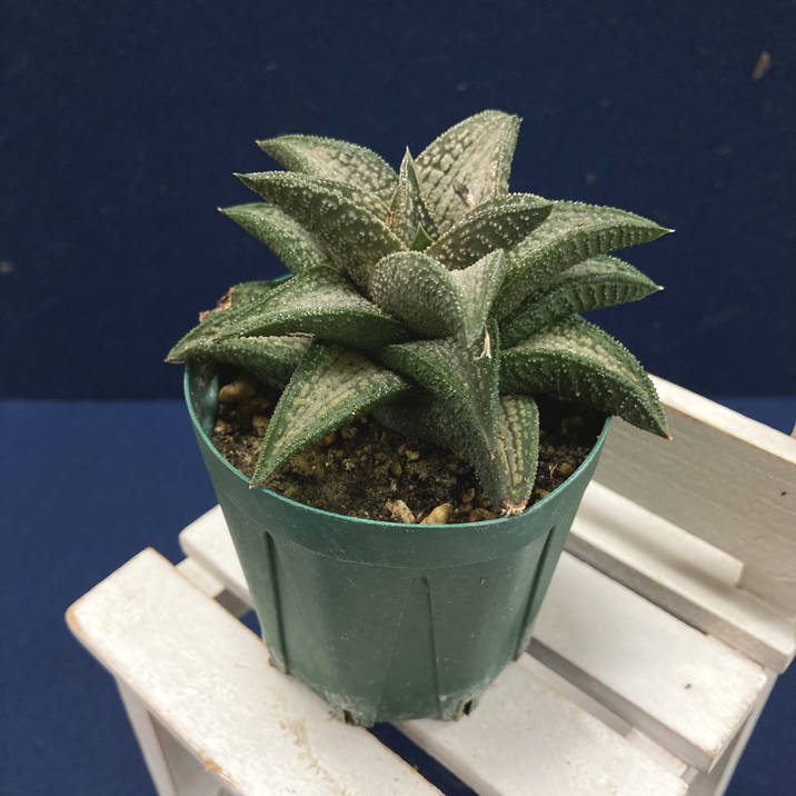 ハオルチア 2.5号 koelmaniorum hybrid［3-21］｜観葉02-D2 | 観葉