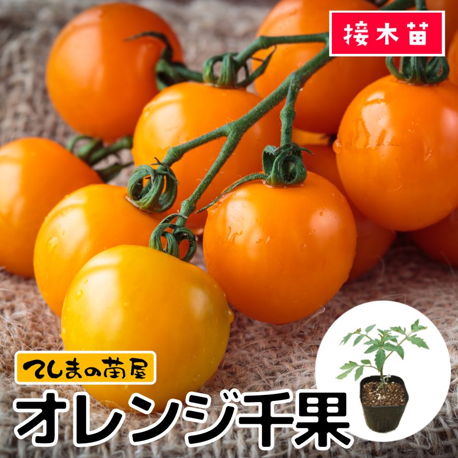 てしまの苗】 ミニトマト苗 オレンジ千果 断根接木苗 9cmポット 野菜苗