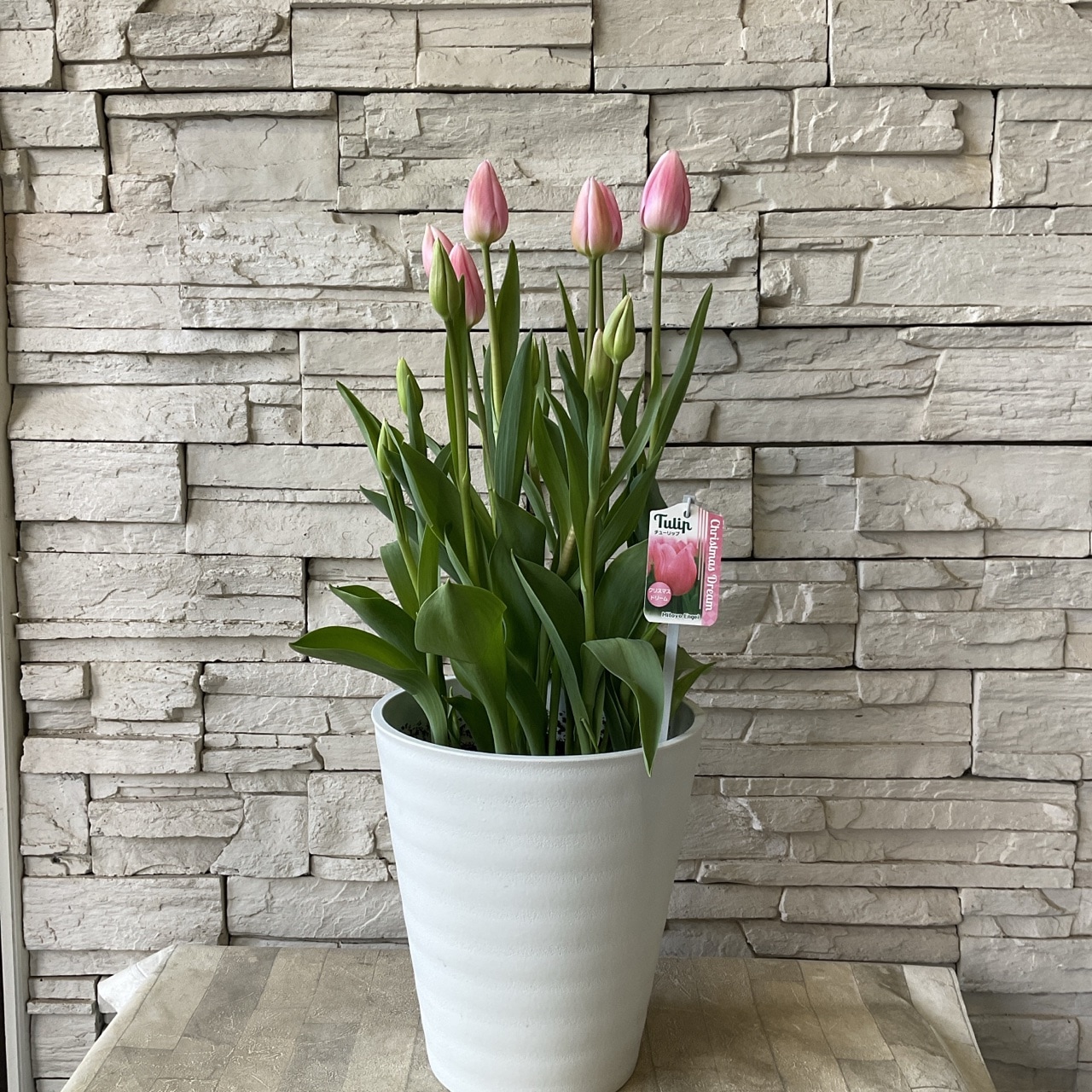 チューリップ 8寸鉢 選べる♪7色 | 鉢花・花苗 | 橋本種苗園オンライン
