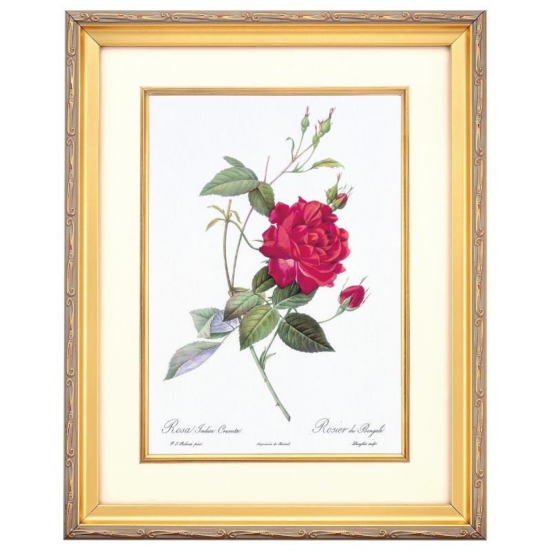 ルドゥーテ バラ図譜 ロサ インディカ クルエンタ 壁掛けアート