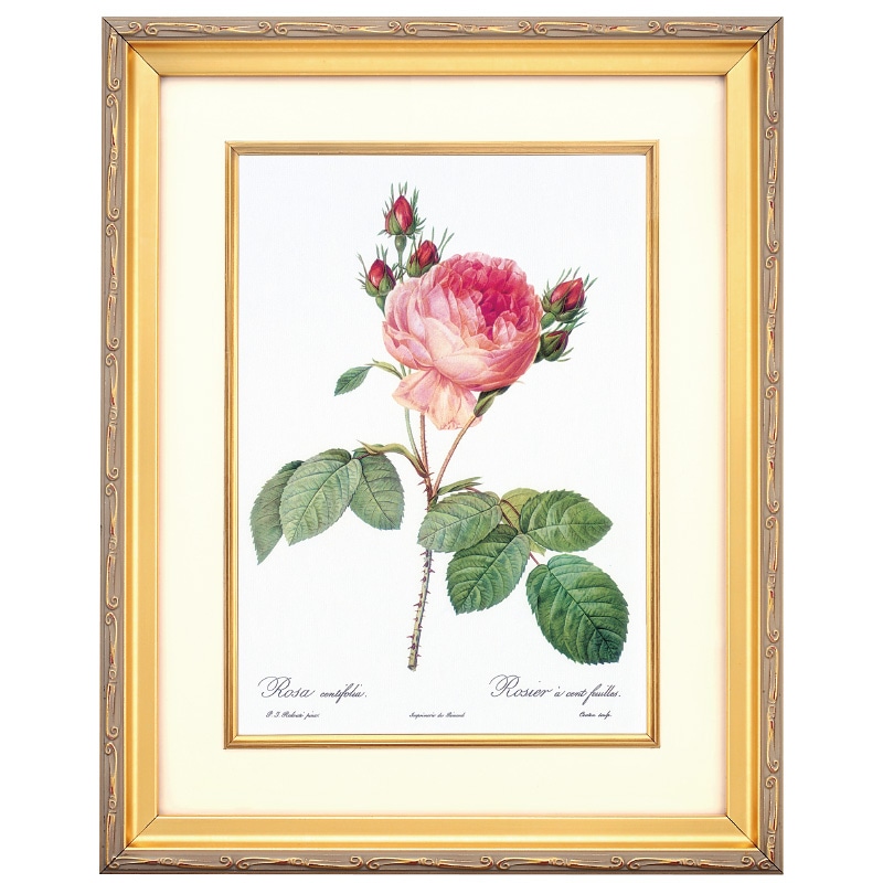 ルドゥーテ バラ図譜 ロサ センティフォリア 壁掛けアート ボタニカル