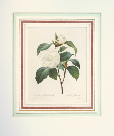ピエール・ジョセフ・ルドゥーテ 「美花選」 1827年 No.15 | 古版画