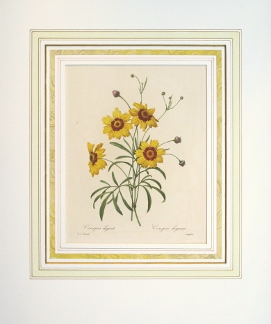 ピエール・ジョセフ・ルドゥーテ 「美花選」 1827年 No.24 | 古版画