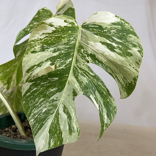 葉傷みあり 斑入りモンステラ ホワイトタイガー(白斑) 5号底面給水鉢