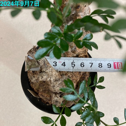 オペルクリカリア パキプス 4.5号ロング黒鉢｜芳樹園オンラインショップ