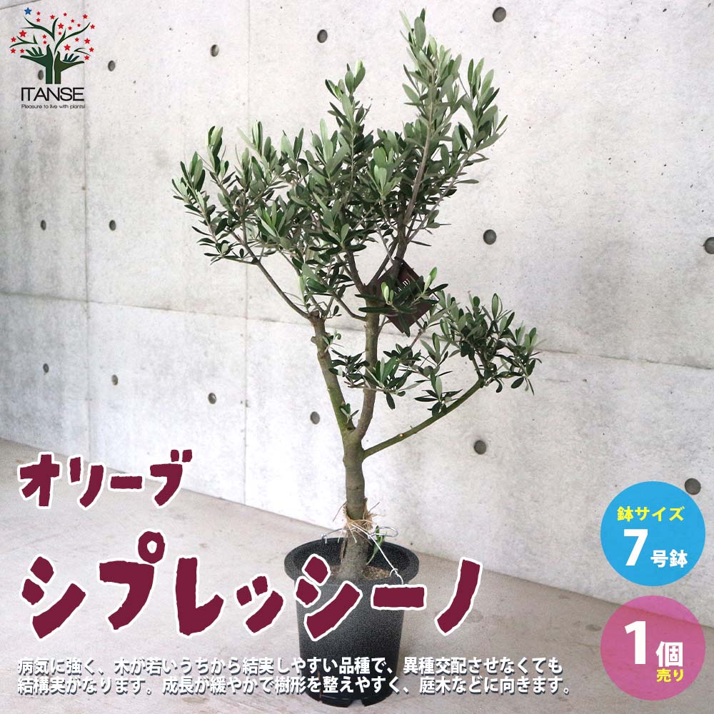 オリーブの苗木 品種：シプレッシーノ【果樹の苗木 7号鉢スタンド