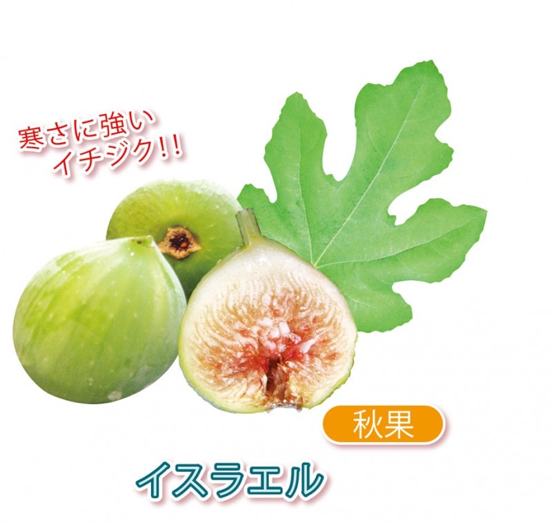 専用】イチジク 穂木 【公式通販】