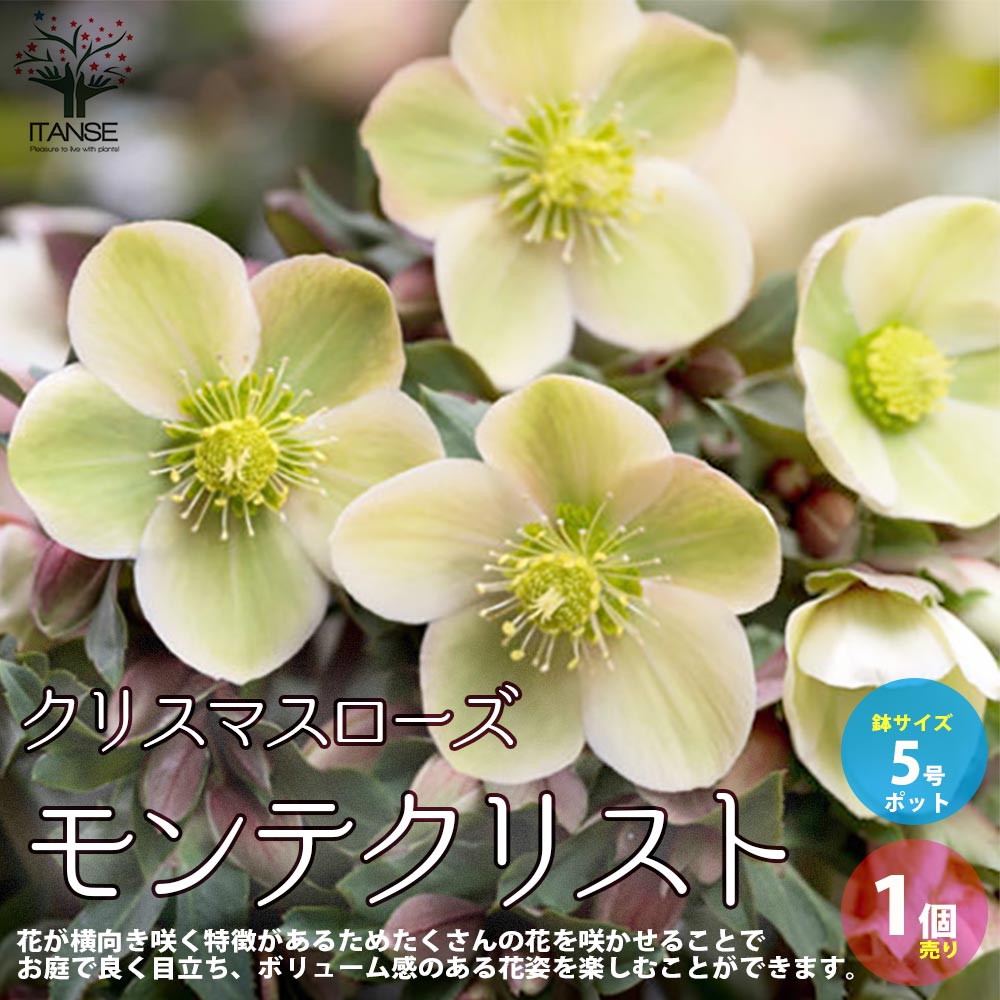 クリスマスローズ モンテクリスト【花苗 5号ポット苗／1個売り