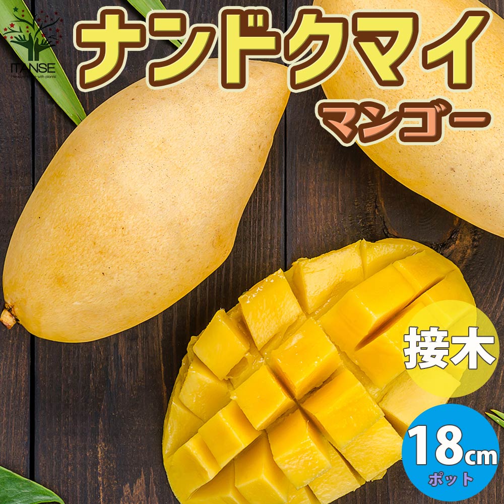 マンゴーの苗木 ナンドクマイ【果樹の苗木 6号硬質ポット 2年生 接木苗