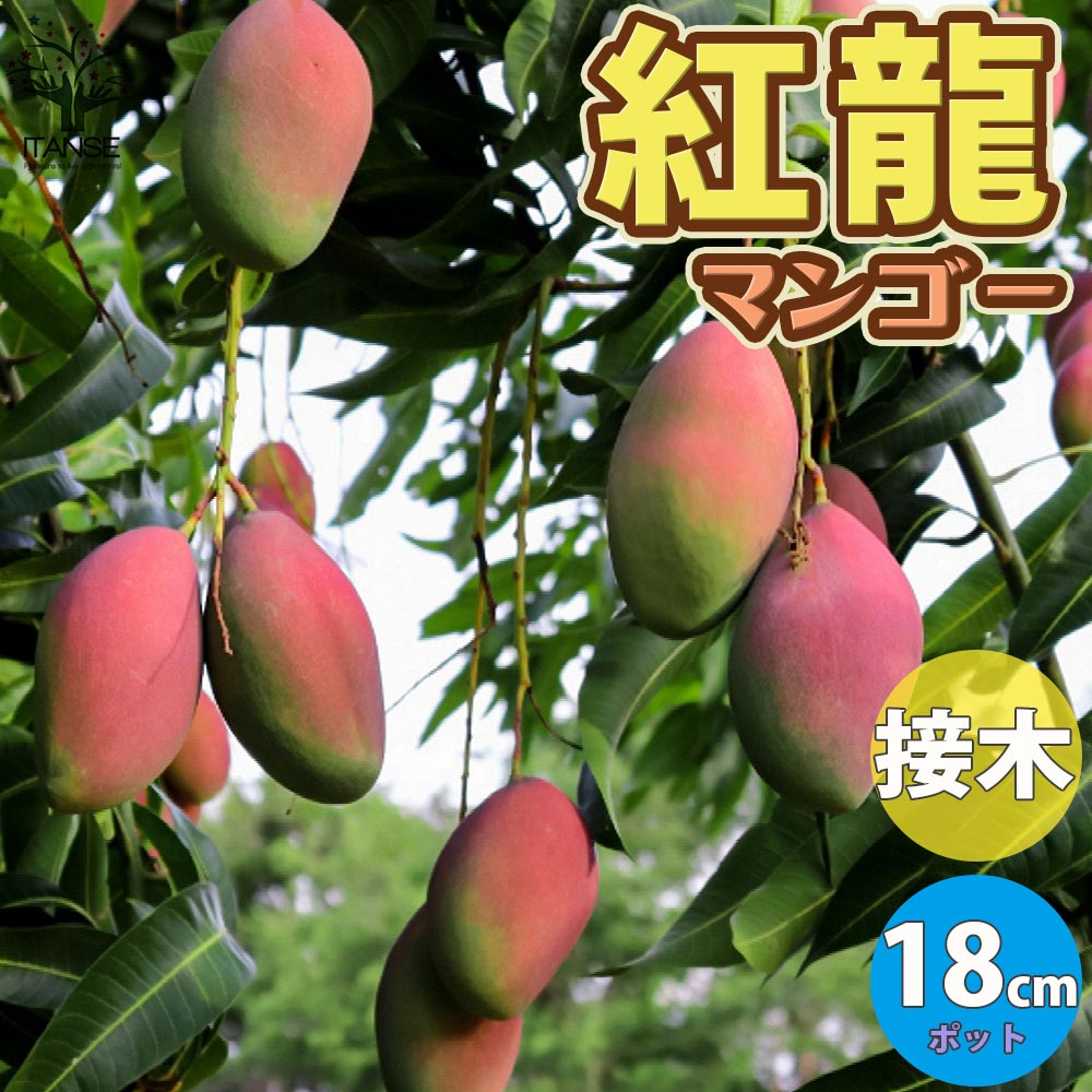 マンゴーの苗木 紅龍(こうりゅう)【果樹の苗木 6号硬質ポット 2年生