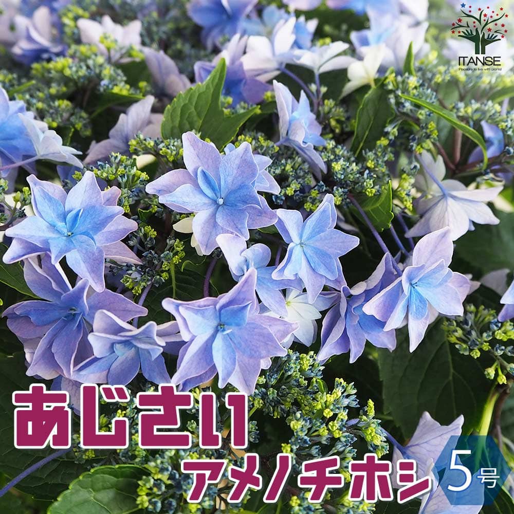アジサイ 雨のち星(アメノチホシ)【花苗 5号底面給水鉢】｜ 【植物の