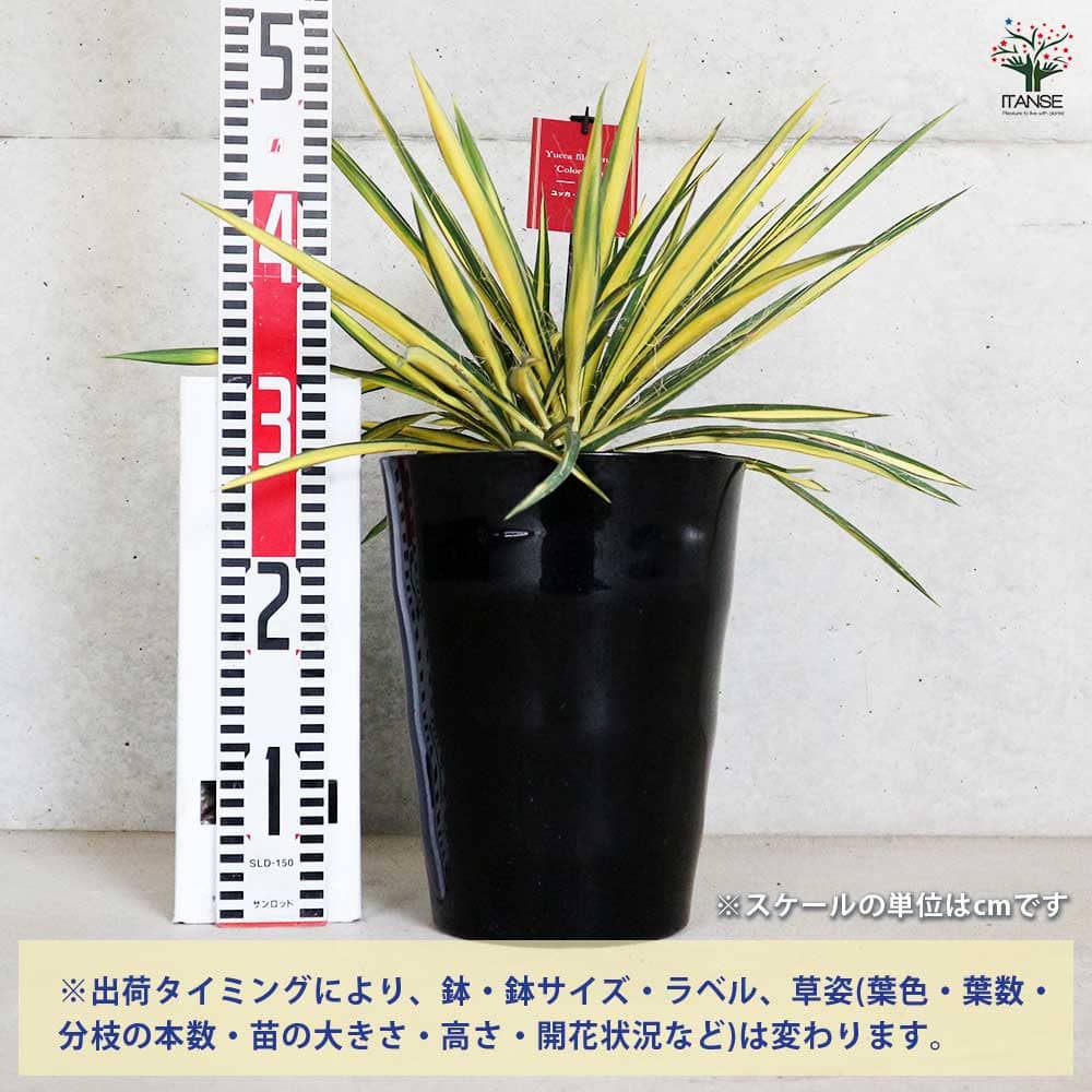 ユッカ カラーガード 【観葉植物 7号／1個売り】｜ 【植物の