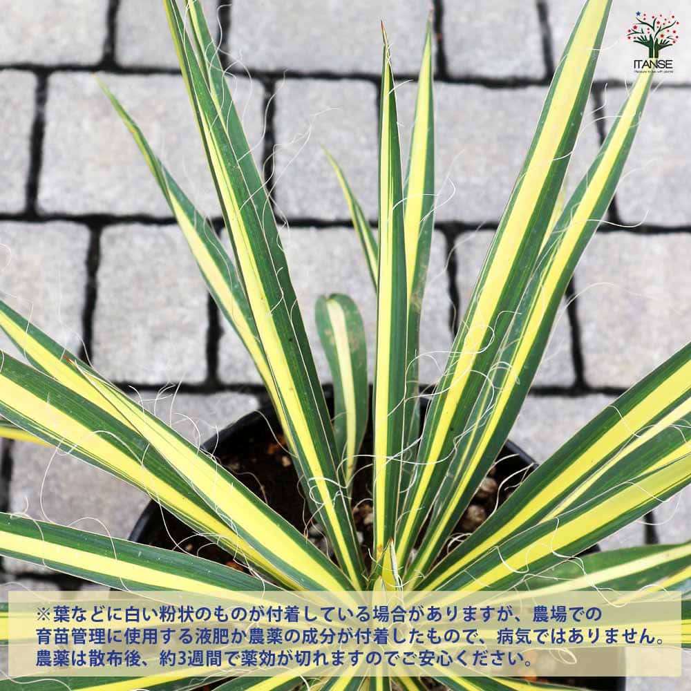 ユッカ カラーガード 【観葉植物 7号／1個売り】｜ 【植物の