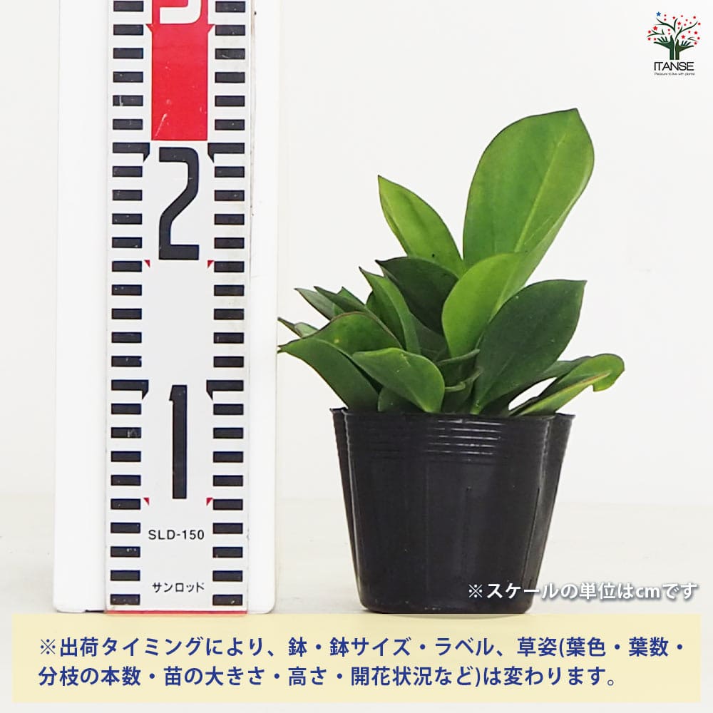 ホヤ (桜ラン) パキクラダ 【観葉植物 3.5号】｜ 【植物のITANSE