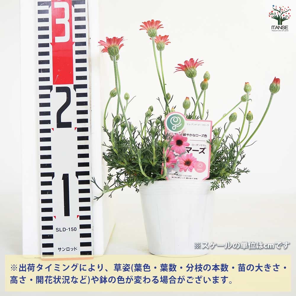 ローダンセマム マーズ 【花苗 3.5号】｜ 【植物のITANSE】全品