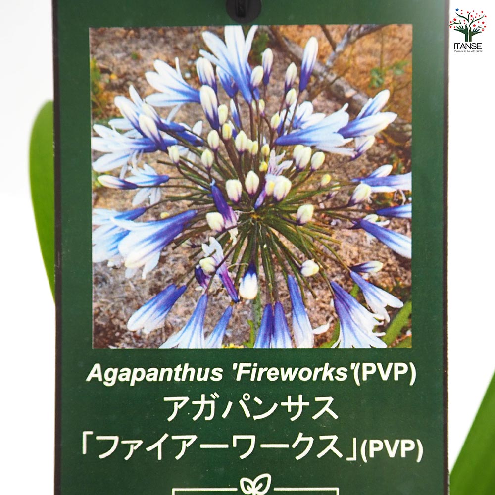 アガパンサス ファイアーワークス 【花苗 4号／1個売り】｜ 【植物の