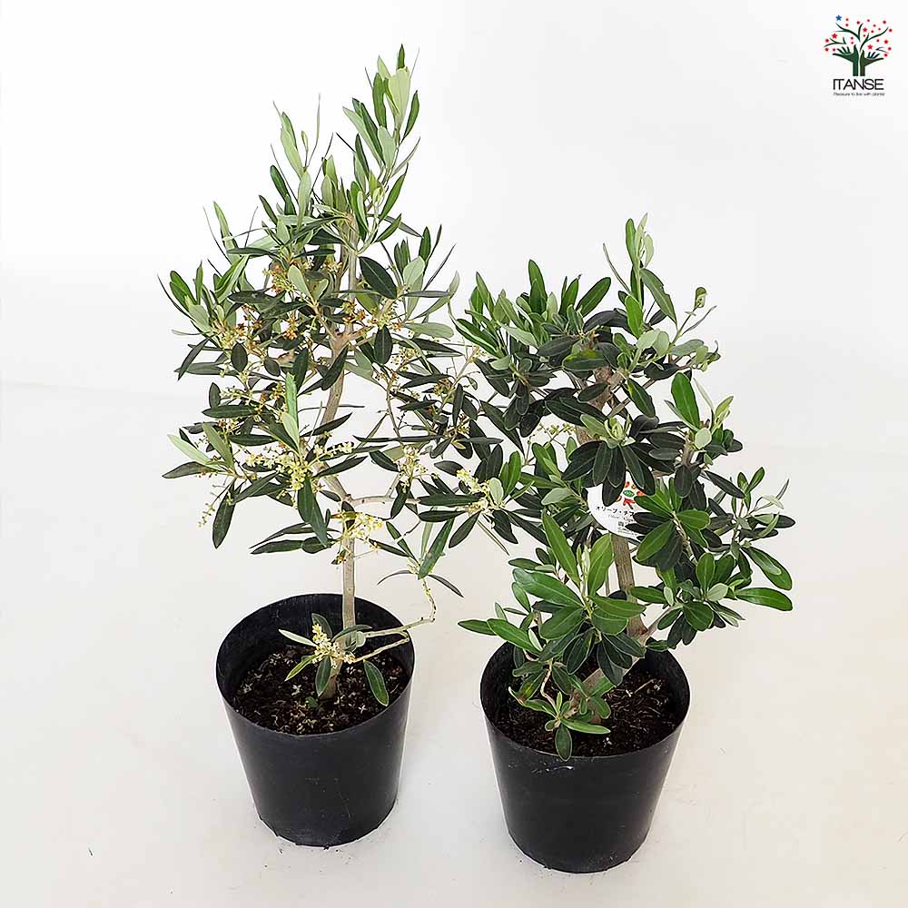 オリーブ シプレッシーノ 【果樹の苗木 5号／1個売り】｜ 【植物の