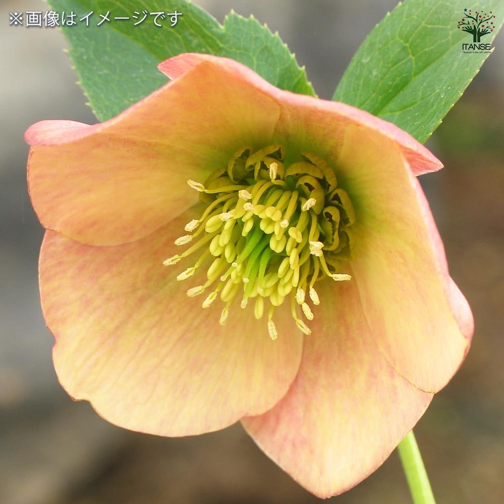 クリスマスローズ シングル咲きMIX2個～ 【花苗 3号】｜ 【植物の