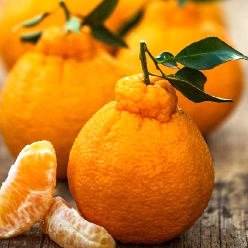 デコポンの苗木 不知火【果樹苗 3年生 接木苗21～24cmポット／1個