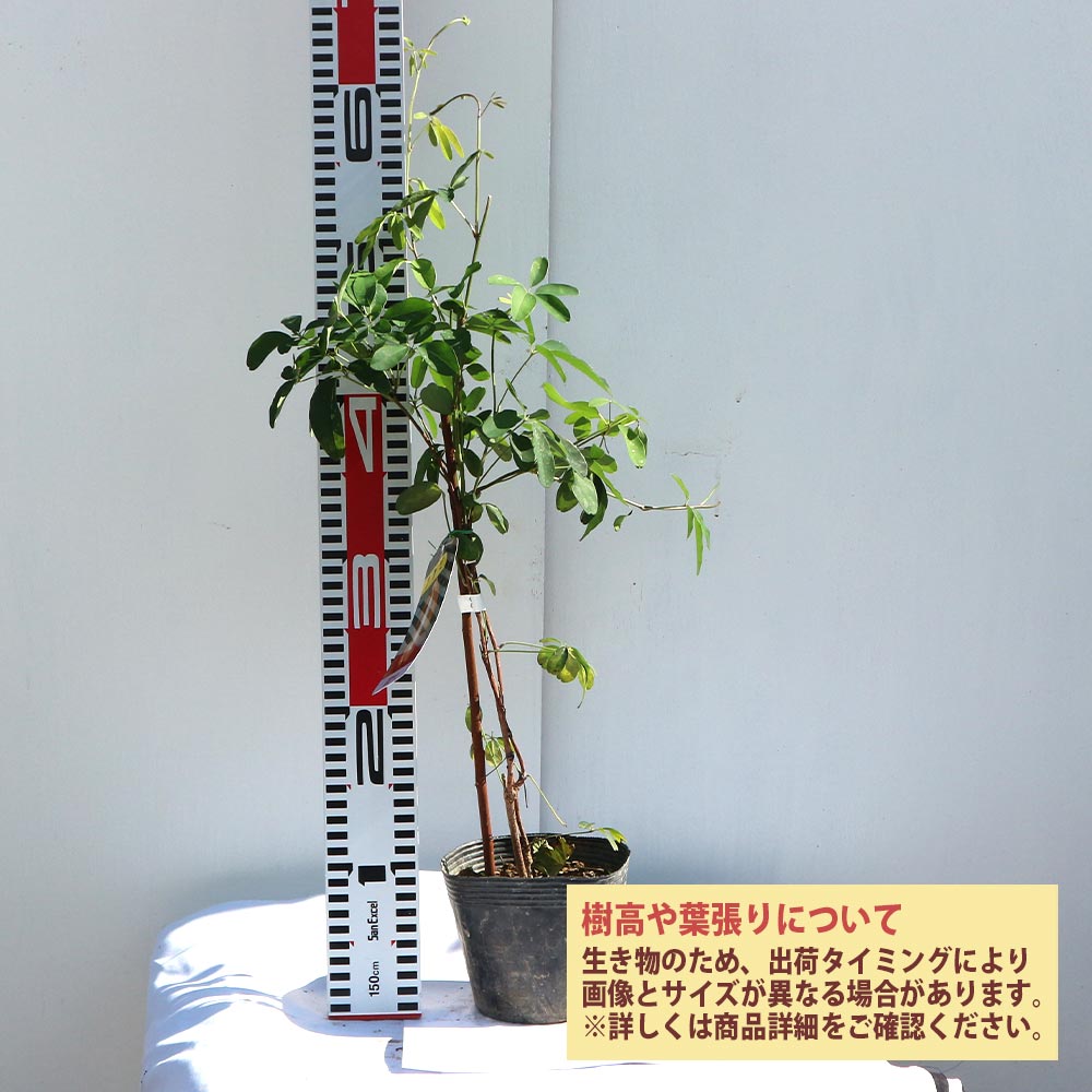 五葉アケビ 足元太いです‼︎ あけび 五葉アケビ 5号ポット苗 : 苗木部