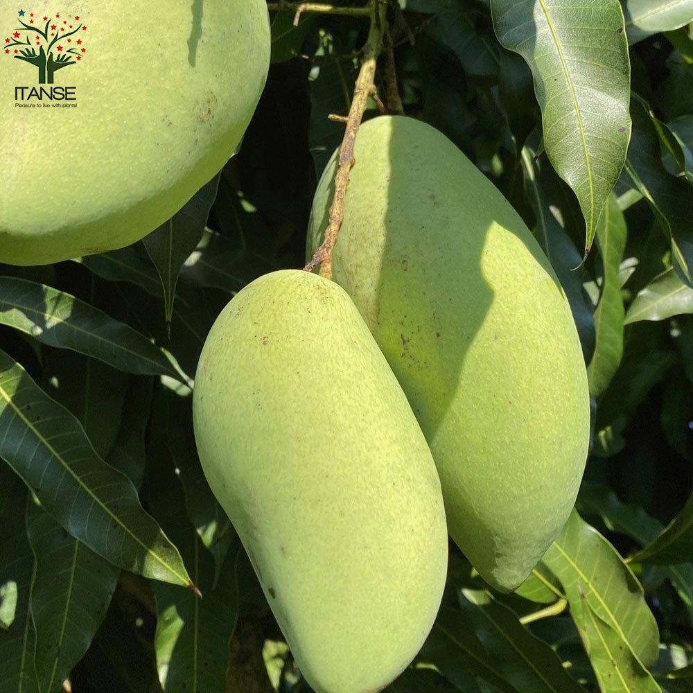 マンゴーの苗木 ナンドクマイ【果樹の苗木 6号硬質ポット 2年生 接木苗